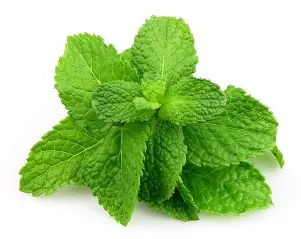 mint Fresh shisha flavor {Bahraini}